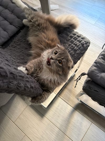 A long-haired, grey and white cat is playfully lying on a dark grey cushion on what appears to be a modern chair with a reflective silver base. The cat is looking up at the camera with its tongue sticking out. The background consists of a light-colored, wood-planked floor. The image is taken from a high angle, looking down at the cat. The location is Vovchynets, Ukraine.