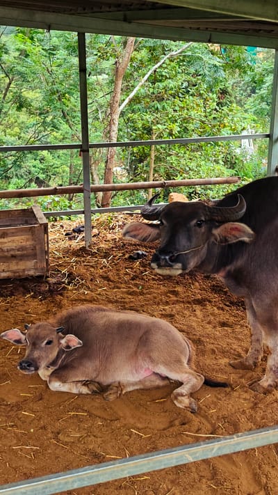 This image depicts two water buffaloes within a semi-enclosed, open-air structure in Dế Xu Phình, Vietnam. In the foreground, a light brown water buffalo calf lies curled on its left side on reddish-brown dirt, with scattered dry straw visible. The calf has small emerging horns and appears calm. To the right and slightly behind the calf, a larger, dark grey adult water buffalo stands facing slightly left, its head turned towards the viewer. This adult buffalo has prominent, curved horns and a light-colored rope tied around its muzzle. Both animals are situated on a dirt ground that shows signs of being disturbed.

In the midground, a rudimentary structure is visible, consisting of vertical and horizontal metal bars forming a fence or enclosure. To the left, a wooden crate is positioned on the ground. The background is dominated by dense, lush green foliage and trees, indicating a natural or forested environment beyond the buffalo enclosure. The overall lighting suggests an overcast or shaded outdoor setting.