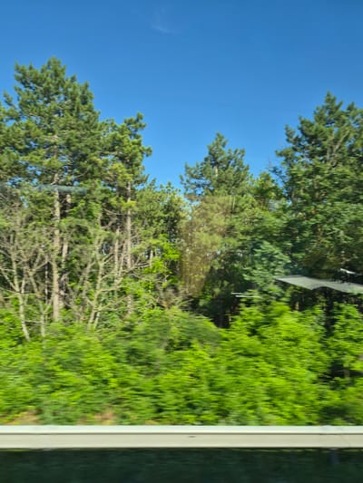 The image depicts a roadside view with dense green foliage and tall trees against a clear blue sky. A white barrier runs horizontally across the bottom of the frame, suggesting a road or highway setting. The blurriness of the foliage indicates movement, likely from a vehicle. The scene is consistent with the natural landscape found along roadsides in Byala, Bulgaria, a town known for its lush greenery and proximity to forests. No people or specific structures are clearly identifiable within the frame, beyond hints of what might be rooftops or awnings partially obscured by trees.