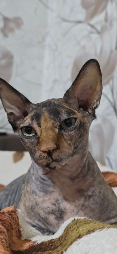 A close-up, head-on shot shows a Sphynx cat with striking tortoiseshell markings on its face. The cat has large, expressive ears, and its eyes are a greenish hue. The background is a softly blurred, patterned fabric. The cat appears to be lying down, possibly on a blanket, as suggested by the textured material visible in the foreground. No specific location in Baku, Azerbaijan, can be identified from this image.