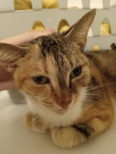 A domestic cat, exhibiting a calico coat pattern with prominent patches of orange-brown tabby stripes, dark brown/black, and white fur, is depicted in a close-up, eye-level perspective. Its eyes are open, revealing green irises. A pale-skinned human hand is visible on the upper left, making contact with the cat's head behind its left ear, consistent with a petting motion. The cat's body is partially visible, showing its front paws tucked beneath its chest. The background is uniformly light-toned and out of focus, containing indistinct light-yellow or gold-colored forms arranged in a regular pattern. The scene is situated in the city of Blaye, France.