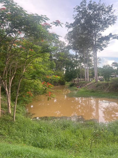 This is a photograph of a tranquil scene in Siem Reap, Cambodia, likely in a suburban or semi-rural area. The foreground is dominated by lush green grass and foliage, leading to the edge of a murky, tan-colored body of water. In the mid-ground, a few individuals are visible sitting near the water's edge, dressed in casual attire. Beyond the water, a line of tall, slender trees with light-colored trunks stands against a cloudy sky. In the distance, several motorcycles are parked along a road, and more trees line the horizon, suggesting the presence of a developed area or park. The overall atmosphere is peaceful and natural, with hints of human activity.