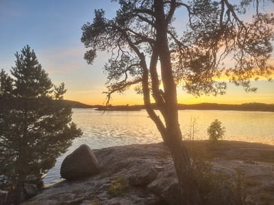 The image depicts a twilight scene, likely sunset, over a body of water in Ekerö kommun, Sweden. The foreground consists of a rocky shoreline with sparse vegetation. To the left, a dense evergreen tree stands next to a large, dark grey boulder situated at the water's edge. To the right, a multi-trunked pine tree is prominently silhouetted against the horizon, its branches extending across the upper right portion of the frame. The midground features a calm body of water with subtle ripples, reflecting the warm orange and yellow light from the horizon. The background reveals a distant landmass or islands, appearing as dark silhouettes beneath a sky transitioning from light blue at the top to vibrant orange and yellow where the sun is setting/rising. No human figures or discernible man-made objects are present.