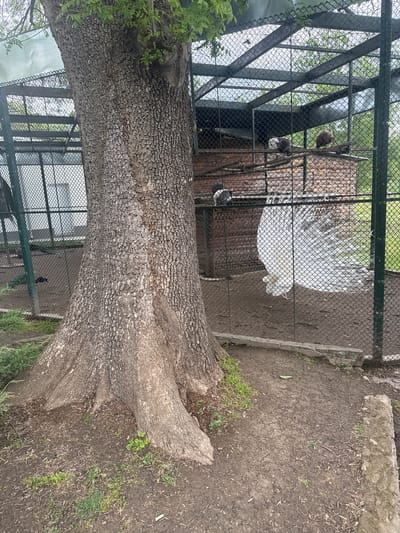 The image shows a large tree in the foreground with its trunk extending diagonally across the frame. Behind the tree, there are cages or enclosures made of metal mesh and structural supports. Some birds are visible within these enclosures. The ground is dirt and soil with some patches of grass. The image was taken in the city of Pavlikeni, Bulgaria.
