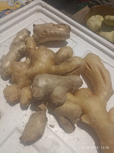 A close-up, overhead shot shows several pieces of ginger root arranged on a white styrofoam surface. The ginger roots are light brown and beige, with some showing a rough texture and others appearing smoother. The background includes a glimpse of a yellow and blue printed object, and beyond that, a brown bag containing what appear to be light-colored, spherical items, possibly onions or similar vegetables. The scene is lit by natural light, casting shadows on the styrofoam. The bottom right corner of the image displays a timestamp: "25.06.2026 13:08". The location is identified as Razzakov, Kyrgyzstan.