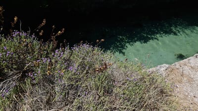 An overhead, close-up shot captures a patch of vegetation dotted with small purple flowers and dry, brown stems, growing along the edge of a body of clear, turquoise water. The water's surface reflects dappled shadows from unseen foliage above. The bank where the vegetation meets the water is composed of rough, gray rock and dry, yellowish grass. The scene is likely a natural setting, possibly a coastal area or a small stream, within the vicinity of Porto Cesareo, Italy, a town known for its beaches and clear waters.