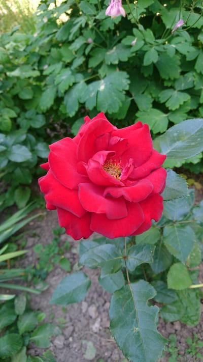 A close-up, eye-level shot features a vibrant red rose in full bloom. The rose's petals are rich and velvety, with a complex arrangement that reveals a golden center. The bloom is positioned slightly to the right of the frame's center, with its stem and leaves extending downwards and to the right. Surrounding the rose is lush green foliage, forming a dense backdrop of leaves and some smaller, light pink flowers at the top of the frame. The ground beneath is a mix of soil and scattered small green plants. The lighting is natural, casting soft shadows and highlighting the textures of the rose petals and leaves. This image appears to be taken outdoors in a garden setting, likely in Dvirets, Ukraine, given the context. There are no people or animals visible in the image.