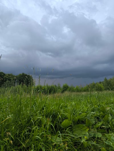 A low-angle shot captures a stormy sky over a lush, green field in Svetlye Gory, Russia. The foreground is dominated by tall, dense grass and some broad-leafed plants, with a few stalks of dry grass extending upwards. In the mid-ground, a line of green trees forms a natural border to the field, with a lamppost visible on the left side. The sky is filled with dramatic, dark gray storm clouds that loom menacingly, suggesting impending rain. The overall mood is one of nature's power and wildness. The image appears to be taken during the daytime, possibly late afternoon or early evening, given the subdued lighting and the intensity of the storm clouds. There is no visible text in the image.