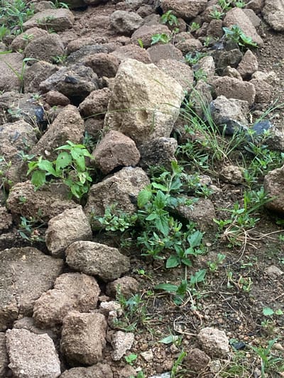 This media file shows a close-up, overhead view of a pile of rough, irregular, and broken pieces of what appears to be soil or earth, possibly bricks or compacted mud. These pieces are of various sizes and shades of brown and gray, with some lighter, sandy-colored chunks interspersed. Small green plants and blades of grass are growing in and around the debris, indicating an outdoor setting. The ground appears uneven and natural.
There are no people or distinct objects visible, only the collection of earthen fragments and vegetation. No specific activity or event is depicted, suggesting a static scene. The lighting and shadows do not clearly indicate a particular time of day, but the presence of greenery suggests daytime. The weather is not discernible from the image.
The location context provided is Dumnga, Nigeria. While the image itself does not contain explicit text or easily identifiable landmarks to confirm this location, it depicts a scene consistent with a rural or undeveloped area where such debris might be found, potentially as a result of construction, demolition, or natural erosion. The overall impression is one of a natural, somewhat unkempt environment.