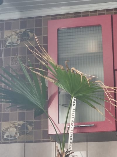 The image displays an indoor scene, likely a kitchen, in Trinca, Moldova. A potted palm plant with some browning fronds is positioned in front of a red cabinet with a frosted glass door. The cabinet is mounted on a wall covered in square, brown-toned tiles, some of which appear to have a coffee cup and saucer motif. The plant has a white plastic stake inserted into its soil, marked with the word "BRAVO" repeated in reverse. The overall lighting suggests an indoor setting.