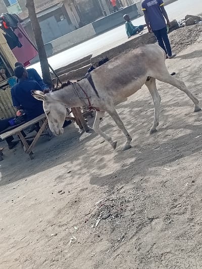 An outdoor scene in Sharada, Nigeria, depicts a light grey donkey walking rightward across a dusty, unpaved area, its head slightly lowered. The donkey wears a dark and red harness. To its immediate left, two men are partially visible, seated on a wooden bench. In the background, a paved road with a grey concrete barrier separates the foreground from the far side. On the far side of the road, a building with "HAJJAAD INVESTMENT" visible on its facade stands. A young boy in a green garment sits on the ground near the road, and a man in a dark blue shirt with a yellow logo stands upright further right. The ground in the foreground is uneven and littered with small debris, casting distinct shadows indicating bright daylight.