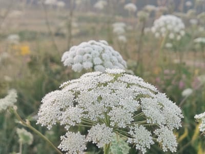In Kubina, Russia, a close-up, shallow-depth-of-field photograph captures a cluster of delicate white wildflowers, likely Queen Anne's Lace, dominating the foreground. The flowers are characterized by their intricate, umbel-shaped inflorescences composed of numerous tiny white blossoms. The central focus is on a large, prominent bloom, with other smaller blooms and buds visible, some extending out of frame. The background is softly blurred, suggesting an outdoor, natural setting with hints of green foliage and muted earth tones, possibly a meadow or field. The lighting appears natural and diffused, contributing to the soft, ethereal quality of the image. There are no people or animals present.