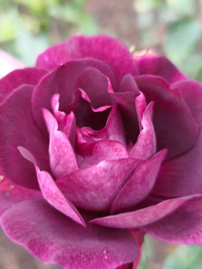 This is a close-up, macro photograph of a deep magenta rose in full bloom. The petals are layered and ruffled, with a darker, almost burgundy hue on the outer edges, transitioning to a brighter, more fuchsia pink towards the center. Some of the petals have small water droplets on them. The background is softly blurred, showing hints of green foliage and a muted brown earth tone, suggesting an outdoor garden setting. The image is focused on the intricate details and textures of the rose, with a shallow depth of field. There is no discernible location in Dublin, Ireland, or any people or specific actions visible.