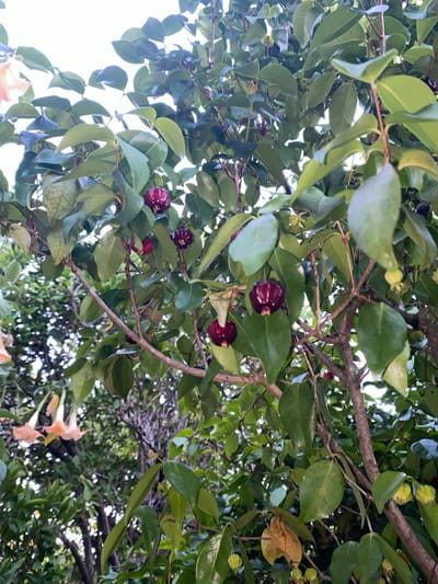 The image depicts a close-up view of a tree with abundant green leaves and several dark purple, spherical fruits hanging from its branches. The fruits appear to be ripe and have a ribbed surface. In the background, other trees and foliage are visible, suggesting a garden or natural setting. The lighting suggests it is daytime, with the sky visible in the upper portion of the image, appearing overcast or bright white. There are no people visible in the image. The overall impression is a lush, vegetated environment. Without any specific landmarks or distinguishing features, it is impossible to determine if this scene is located in Olhão, Portugal.