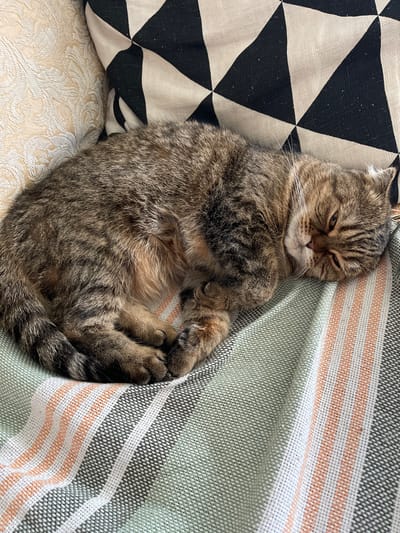 A tabby cat is sleeping curled up on a striped blanket. The blanket is green with horizontal stripes of white, orange, and dark gray. Behind the cat, there are two pillows. One pillow is cream-colored with an ornate pattern, and the other is black and white with a geometric diamond pattern. The scene appears to be indoors, possibly on a couch or bed. The cat is the sole subject in the image. There is no visible indication of the specific location in Dzerzhinsk, Russia.