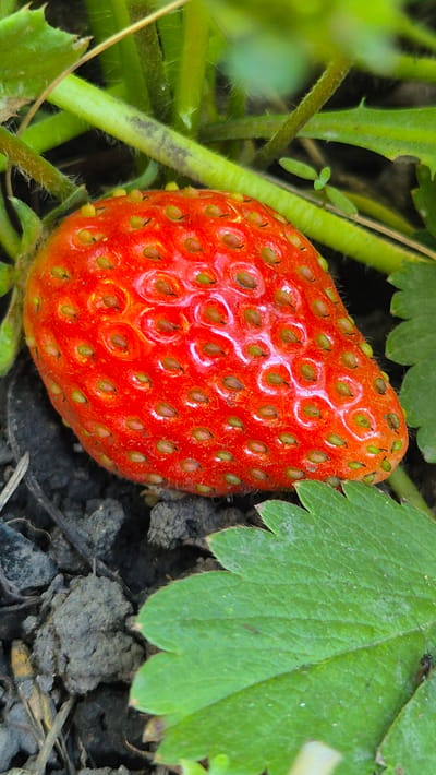 This is a close-up, horizontal shot of a ripe red strawberry growing on a plant, nestled amongst green leaves and stems. The strawberry is the primary subject, its surface covered in numerous small, seeded drupelets, with some showing a hint of green. The red of the berry is vibrant and slightly glossy, suggesting freshness and a sunny day.

The surrounding foliage is a deep green, with some leaves showing serrated edges. The stems are also green and appear slightly fuzzy. The background consists of dark soil, with some organic debris visible, suggesting the strawberry is growing in a garden or field.

There is a small, dark insect, possibly an ant, visible on one of the green leaves in the upper right portion of the image. The lighting appears natural and bright, hinting at daylight, possibly in the morning or afternoon. There is no visible text. The overall impression is one of natural growth and the early stages of harvest in a rural or garden setting. The location context provided is Bulatovo, Russia.