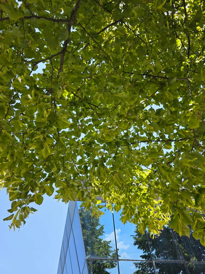 The image shows a low-angle shot looking up at the bright green foliage of a tree against a clear blue sky. Sunlight filters through the leaves, illuminating their delicate veins and casting dappled shadows. In the lower portion of the frame, a modern building with a reflective glass facade is visible. The building's glass panels mirror the sky and the surrounding greenery, creating a seamless blend between the natural and architectural elements. The reflection also shows the blue sky with scattered white clouds and the green leaves of the tree, almost appearing as if the sky is a continuation of the natural canopy. The building's angular design is suggested by the sharp lines of the glass panels. The scene is set in Stanghella, Italy, as indicated by the metadata. There are no people or animals visible in the image.