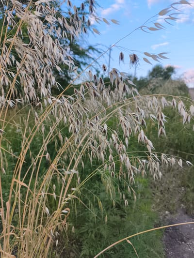 The image captures a close-up view of dry, pale oat stalks with their seeds drooping downwards. The background consists of blurred green foliage and a pale blue sky with wispy clouds. The scene appears to be outdoors, possibly in a natural or semi-natural environment within the city of Codru, Moldova. The focus is on the textures and colors of the dry grass against the softer hues of the sky and vegetation. There are no people or discernible actions in the image.