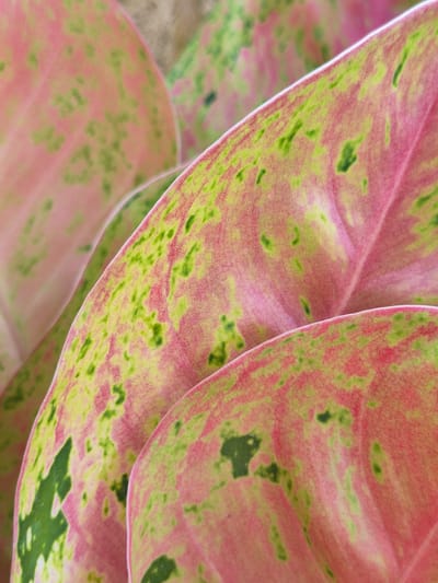 The image features a close-up view of Aglaonema leaves, showcasing their pink and green coloration. Irregular patterns of green spots and speckles are distributed across the pink surface of the leaves. The leaves overlap, creating layers of texture and depth. The environment is not explicitly defined, but based on the prompt, it is suggested the image was taken in Blangcrok, Indonesia, though the specific location is not discernible from the image itself. No people or other objects are present.