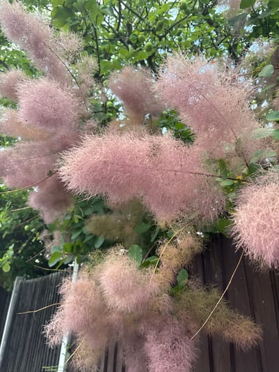 The image depicts a close-up view of a smoke bush plant, characterized by its fluffy, pinkish plumes, set against a backdrop of green foliage and a dark wooden fence. The smoke bush is in bloom, with numerous feathery structures dominating the frame, suggesting a warm season. The fence, visible in the lower right and left portions of the image, appears to be a weathered wooden structure. The leaves of the smoke bush are visible interspersed among the plumes, and some darker green leaves from a larger tree are also present at the top of the frame. There are no people or animals visible in the image. The lighting suggests an overcast or shaded day, as there are no strong shadows. The overall scene is natural and botanical, focused on the texture and color of the blooming plant. The location is specified as Chelmsford, United Kingdom.