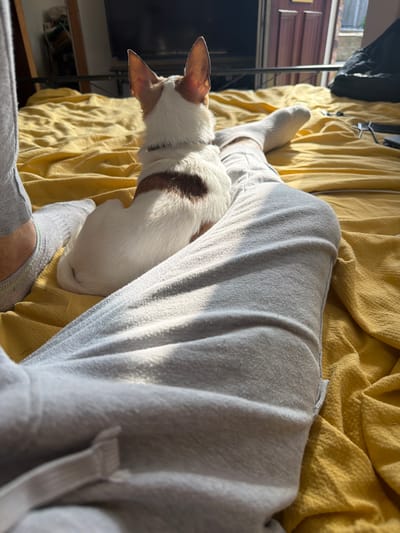 This image captures a warm and intimate indoor scene featuring a person and their small dog, likely relaxing on a bed or sofa. The perspective is from above, looking down towards the person's legs and feet.
The main subjects are the lower body of a person and a small, white dog with brown patches. The person is wearing light grey, comfortable-looking sweatpants or tracksuit bottoms and white socks. One foot, with its sock, is visible towards the top left, while the other leg and foot are partially obscured by the dog and the blanket. A small patch of leg hair is visible where one sock ends.
The dog, possibly a Chihuahua or similar small breed, is predominantly white with two distinct brown patches – one on its back near the neck and another on its head and ear. It is nestled comfortably on the person's upper thighs or lap, facing left with its head slightly lowered. The dog's ears are erect, and its fur appears soft.
The setting is characterized by a bright yellow, textured blanket or duvet that covers the surface where the person and dog are resting. Strong, natural sunlight streams in from the left, casting distinct highlights on the dog's fur and the folds of the grey sweatpants, suggesting it is a sunny day, possibly morning or late afternoon.
In the blurred background to the left, elements of a room are visible, including what appears to be a window or glass door showing outdoor light, a dark object (perhaps furniture or a clothing rack), and a wooden shelf or surface. The overall mood conveyed is one of comfort, warmth, and affectionate companionship. There is no visible text in the image. The location context provided is Pentre, United Kingdom.
