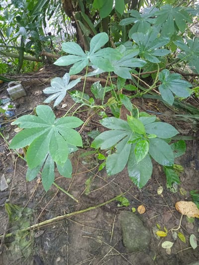 The image captures a close-up view of several large, palmate leaves of a plant, likely cassava, growing in the soil of what appears to be a rural area. The leaves are a vibrant green, with visible water droplets on their surfaces, suggesting recent rainfall or dew. The ground is a mix of dark, moist soil, dry twigs, fallen leaves, and a few scattered pieces of litter, including a clear plastic container and some blue plastic. In the background, dense foliage and tree trunks create a natural, untamed environment. A grey, rounded stone rests on the ground in the lower right portion of the image. The lighting suggests an overcast or shaded condition. The scene is devoid of any human presence or activity. The visual information does not provide specific clues to pinpoint the exact location within Bora, Indonesia, beyond a general impression of a natural, possibly undeveloped area.