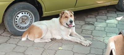 A tan and white dog is lying on patterned pavement next to the wheel of a light green car. The dog has a black nose and ears, and its mouth is open, revealing its tongue and teeth. The dog is wearing a dark collar. The pavement is made of interlocking hexagonal stones with a repeating pattern. In the background, the bottom portion of the car is visible, along with its wheel and tire. The lighting suggests it is daytime, and the shadows indicate sunlight. The scene appears to be outdoors, possibly in a residential area or parking lot, given the presence of the car and pavement. There is no visible text in the image.