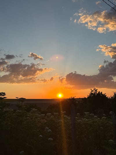 A vertical, low-angle shot captures a vibrant sunset over a rural landscape in Zornitsa, Bulgaria. The sun, a bright orb, is low on the horizon, casting a warm orange glow across the sky and illuminating scattered clouds with golden hues. The sky transitions from a clear, pale blue at the top to a deep orange near the horizon. In the foreground, a dark silhouette of lush vegetation, including tall plants with white flowers and dense foliage, creates a stark contrast against the luminous sky. A few weathered fence posts are visible among the plants, hinting at the rural setting. The distant landscape features fields, appearing as muted horizontal bands of color under the twilight sky. The overall atmosphere is serene and picturesque, characteristic of a Bulgarian countryside sunset.