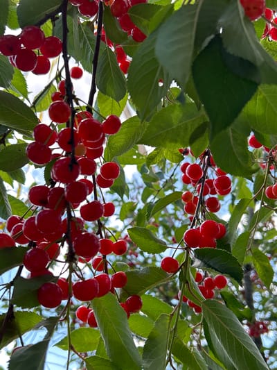 A close-up, eye-level shot captures a cluster of ripe, red cherries hanging from a tree branch, interspersed with vibrant green leaves. The cherries are small, round, and glossy, some in tight bunches and others dangling individually. The background is a soft blur of more greenery and hints of bright blue sky. The scene appears to be a natural setting, possibly a garden or orchard, within the rural area of Парыцкі сельскі Савет, Belarus. There are no people or animals visible in the image.