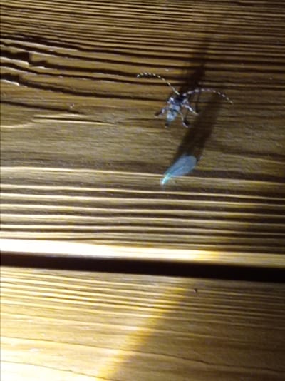 The image shows a longhorn beetle on a wooden surface. The beetle is light brown with long, segmented antennae that extend beyond its body. It is positioned on the left side of the frame, facing towards the right. A faint shadow of the beetle is cast to its right. To the right of the beetle, there is a small, pale, translucent object that appears to be a feather or a piece of insect wing. The wooden surface is made of planks with a visible wood grain pattern. The lighting in the image suggests it was taken indoors, possibly in a home or shed, and the overall impression is of a close-up shot of a natural subject within an artificial environment. There is no indication of the city of Degtyarsk, Russia, in the image.