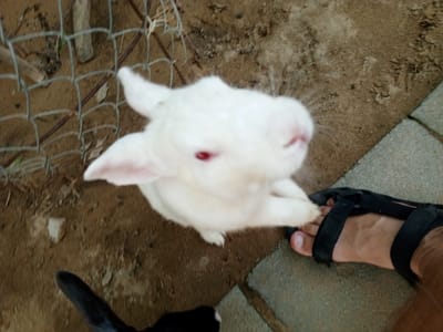 A high-angle, medium shot captures a white rabbit with red eyes interacting with a person's bare foot wearing a black sandal. The rabbit is positioned in the foreground, its head slightly blurred, with its front paw touching the person's foot. The person's foot is stepping onto a paved surface, visible in the bottom right corner of the image. The background consists of dirt and a wire fence. The scene appears to be outdoors, possibly a yard or an enclosure. The overall impression is one of a casual, natural interaction between an animal and a human. There are no discernible city landmarks or specific indicators of Phước Hải, Vietnam in the image itself.