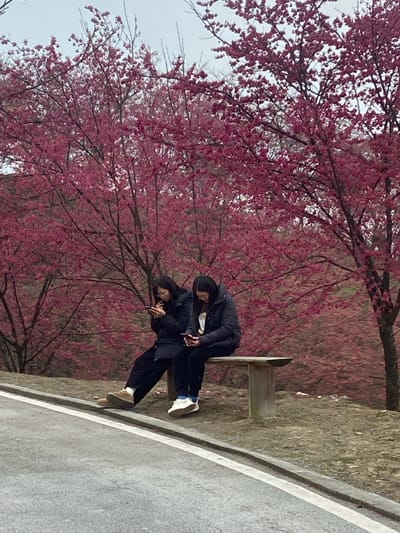 Two people sit on a park bench in front of a blossoming tree. The pair wears dark clothing. One person leans toward the other, who holds a phone. The scene is slightly tilted, showing a sidewalk and grassy area behind the bench and tree, filled with pink blossoms. The sky is overcast.