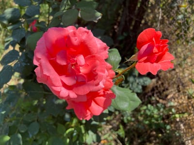 The image presents a close-up view of three vibrant coral-pink or salmon-hued roses, bathed in bright sunlight. The largest, a fully bloomed rose with numerous petals, is prominently featured in the center-right of the frame. Behind it, partially obscured, is another blooming rose, while a smaller, less open rose bud is positioned on the far left, attached to a slender stem.

The roses exhibit rich color variation, with some petals appearing a deeper coral and others a softer pink, particularly where the light catches them. Distinct shadows are cast across the petals and leaves, indicating strong, direct sunlight, suggesting a clear day, likely in the morning or late afternoon.

Surrounding the roses are lush green leaves of the rose bush, some in focus, contributing to the foreground and midground. The background consists of softly blurred green foliage and darker, out-of-focus elements, hinting at other plants and possibly a fence or shrubbery, as a subtle, blurred pattern resembling a chain-link fence can be faintly seen in the distant background to the left of the smallest rose.

There are no people or specific activities taking place; the image is a serene depiction of flowers in nature. The overall impression is one of natural beauty and tranquility in a sunny garden setting in Vagharshapat, Armenia. No text is visible within the image.