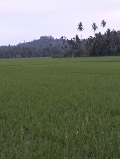 A tranquil vista features a sprawling green rice paddy in the foreground, stretching towards a horizon adorned with a line of palm trees. Behind the trees, a verdant hill rises gently, its peak shrouded in a soft, misty haze. The sky above is a muted gray, suggesting a cloudy or overcast day. The scene exudes a sense of calmness and rural beauty.