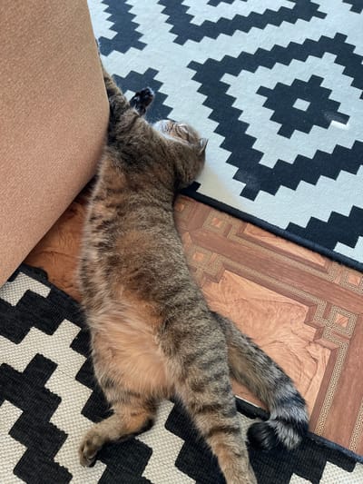A tabby cat lies stretched out on a floor with two rugs, one with a black and white geometric pattern and another with a wood-like pattern. The cat's head is resting against a brown upholstered piece of furniture. The scene appears to be indoors, likely in a residential setting. No specific location within Dzerzhinsk, Russia can be determined from the image.