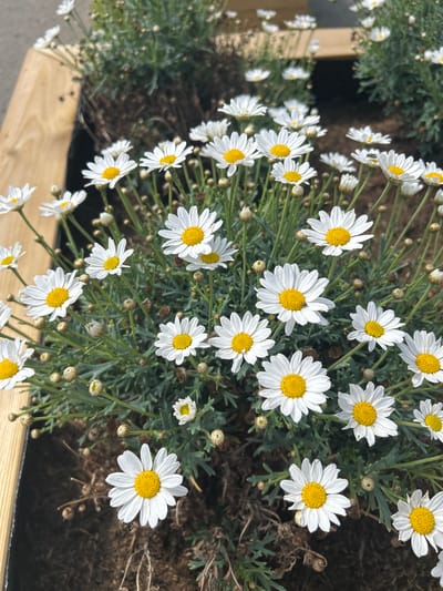 The image shows a close-up view of a flower bed filled with white daisies, each featuring a bright yellow center. The daisies are in various stages of bloom, with some fully open and others as buds. They are interspersed with green foliage and some dried plant matter. In the background, a wooden planter box is visible, suggesting the flower bed is in a garden or public space. The overall impression is one of a well-maintained garden. The image is taken from a slightly elevated angle, looking down onto the flowers. The lighting suggests it is daytime, with soft shadows indicating diffused sunlight. The specific location in the city of Lisse, Netherlands, is not explicitly evident from the visual information alone, however, Lisse is famous for its flower fields and gardens, particularly in spring and summer, making it a plausible setting for such a display of daisies.