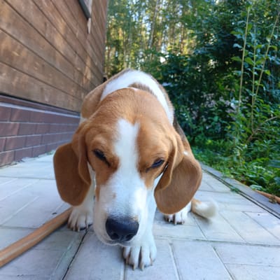 In Kalitino, Russia, a Beagle dog is captured in a close-up, low-angle shot. The dog is facing downward with its nose close to the ground, its ears are floppy and brown, and its fur is a mix of brown, white, and black. It has a white blaze on its forehead and a black nose. The dog is positioned on a light-colored tiled patio. To the left of the dog, a portion of a wooden wall, possibly part of a house or shed, is visible. Behind the dog, lush green foliage and trees create a natural backdrop, suggesting an outdoor setting. The lighting indicates it is daytime, likely sunny, with shadows visible on the patio. There are no people or other animals in the frame. The image focuses on the dog's face and front paws.