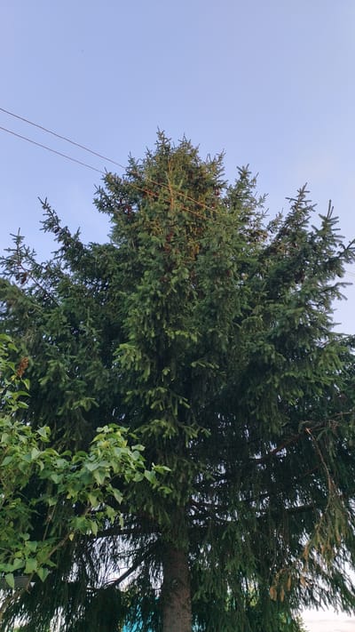 This is a medium shot, taken from a low angle, of the top of a large coniferous tree, likely a spruce, against a clear, light blue sky. The tree is full of dark green needles and has numerous brown pinecones scattered throughout its branches. Two thin, taut wires run horizontally across the upper portion of the image, crossing in front of the tree. To the left of the spruce, a smaller tree with lighter green, broader leaves is partially visible, creating a contrast in foliage. The overall impression is of a sunny day, likely late afternoon or early evening given the soft light. There are no people or visible text in the image. The setting appears to be outdoors, possibly in a residential area or park in Malaya Shil'na, Russia, judging by the presence of overhead wires and the type of vegetation.