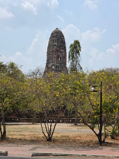 An exterior, vertical shot shows a brick temple tower in Phra Nakhon Si Ayutthaya City Municipality, Thailand, behind flowering trees.
The temple tower, slightly to the left of center, features many carved details and a top point. A wispy tree grows from the very top. In the foreground, a row of flowering trees with green leaves and yellow flowers hides the bottom of the brick temple. A light post is to the right of the temple.
In the background is a blue sky with scattered white clouds. The ground is dry and sandy. A red brick path is on the right of the frame.