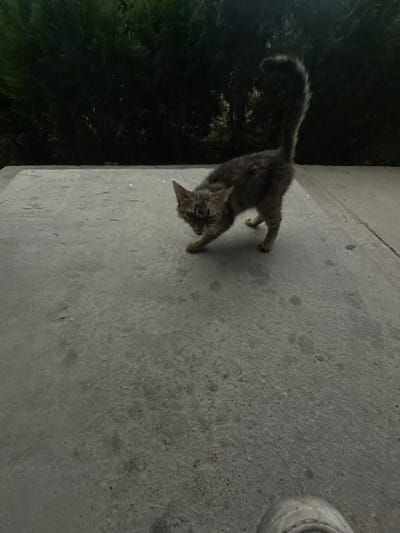 In Jaukashty, Uzbekistan, a scrawny, grey tabby cat with a bushy tail stands on a concrete surface. The cat is angled towards the left, with its head lowered and mouth open, exposing its tongue. Its body is crouched, suggesting it is either preparing to pounce or is in a defensive posture. Behind the cat, a dark green hedge forms a dense backdrop. The concrete surface appears worn and shows some dirt and debris. In the lower right corner, a portion of a light-colored shoe is visible, indicating a human presence. The lighting suggests it is either early morning or late evening, casting long shadows.