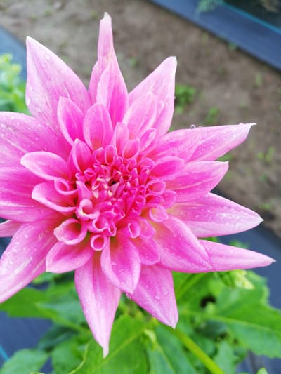 A close-up, eye-level shot focuses on a vibrant pink dahlia flower with numerous petals. The petals are layered and curl inward towards the center of the bloom, which is densely packed with smaller, tightly coiled petals. Tiny water droplets are visible on the surface of many petals, indicating recent rain or dew. The background is blurred, showing green foliage and a patch of dry, brown soil. A dark blue barrier is visible in the upper right quadrant. The scene suggests an outdoor setting, likely a garden, within the Новапагосцкі сельскі Савет, Belarus. There are no people or animals present in the image.