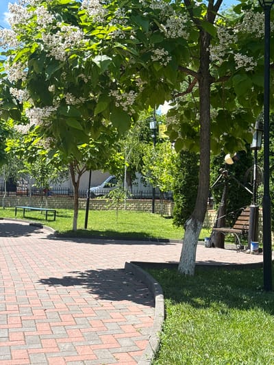 The image depicts a sunlit park scene in Vadul lui Vodă, Moldova. The foreground is dominated by a tree with white blossoms and lush green leaves, casting dappled shadows on a red and grey brick pathway. To the right, a neatly manicured lawn borders the pathway, separated by a low concrete curb.

Further into the park, a wooden bench with ornate metalwork is visible, suggesting a place for relaxation. Beyond the bench, a black metal fence encloses a grassy area with some trees. A street lamp stands near the bench. In the background, a light-colored building or wall is partially visible, along with more greenery and trees. A car can be seen parked behind the fence.

The time of day appears to be daytime, indicated by the bright sunlight and the clear shadows. The weather seems pleasant and sunny, conducive to outdoor activities. There is no visible text in the image. The scene evokes a sense of tranquility and natural beauty, characteristic of a park in a suburban or rural setting. The overall impression is one of a peaceful summer day.