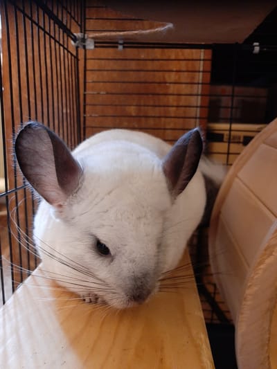 A chinchilla is resting on a wooden platform inside a cage. The chinchilla is white with large, dark ears. Its whiskers are long and prominent. The cage has vertical metal bars and wooden horizontal shelves. In the background, a wooden hamster wheel is partially visible. The image is a close-up shot, focusing on the chinchilla's head and upper body. There is no indication of the city of Kolpino, Russia, in the image.
