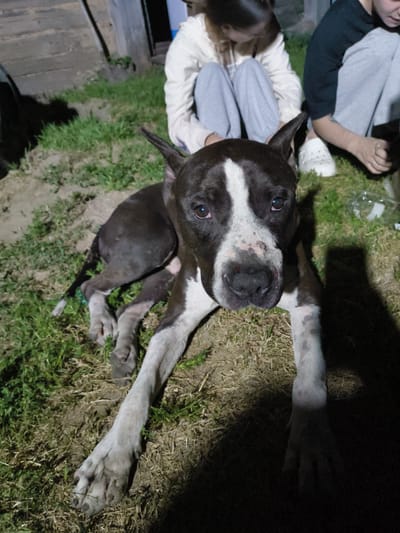 A dark-colored dog with white markings, including a prominent white blaze on its face and chest, lies on a patch of grass in what appears to be a rural or outdoor setting. The dog's eyes are open, and it is looking directly at the camera. Its snout shows some reddish-brown staining. Two people are visible in the background, partially obscured. One person, in the middle ground, is wearing a light-colored hooded sweatshirt and light-colored pants, and is sitting. Another person, to the right, is wearing a dark t-shirt and light-colored pants, also sitting. The environment consists of dry grass, dirt, and a wooden structure in the background. The lighting suggests it is nighttime or dusk, with artificial light casting strong shadows. The overall scene appears to be in the vicinity of Патоцкі сельскі Савет, Belarus.