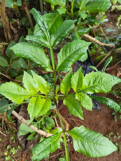 A vibrant green plant stem with opposite, compound leaves dominates the frame. Each leaf consists of three leaflets, displaying prominent venation. The stem has a reddish tint near the nodes. Some leaves show slight indentations on their margins. The background features soil, other foliage, and pieces of dead plant matter. The image appears to be taken outdoors. The leaves are possibly wet, reflecting light.