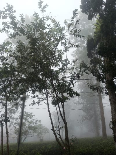 A foggy landscape featuring trees, most prominently in the foreground. The trees have dense, green leaves and slender trunks. Dense fog obscures the background, giving the image a mysterious and ethereal quality. A hint of green vegetation is seen on the ground. A power line stretches across the scene, adding an element of human presence in the otherwise natural setting.