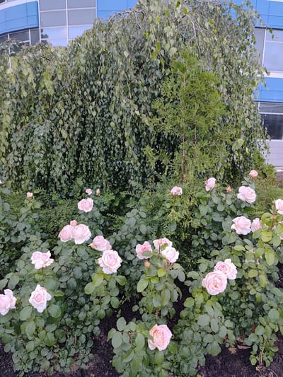 This image depicts a close-up view of a rose garden in front of a modern building. The garden features numerous light pink roses in various stages of bloom, interspersed with lush green foliage. A weeping tree with dense, hanging branches dominates the background, partially obscuring a building with blue and white sections. The building appears to be multi-story with large windows. The ground is dark soil. The image appears to have been taken outdoors, likely during the day. There are no people or animals visible. The setting suggests an urban environment, possibly a park, botanical garden, or the grounds of a public institution in Saransk, Russia, given the provided context.