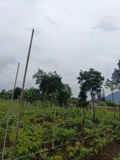 The scene depicts an agricultural field in Kabiufa, Papua New Guinea, under an overcast sky. The foreground is dominated by rows of cultivated plants, consistent with chili peppers or similar crops, featuring green leaves and some yellowed foliage. These plants are supported by numerous vertical wooden or bamboo stakes connected by horizontal lines of string or wire. Two taller, out-of-focus stakes are prominent on the left side. In the midground, several residential structures with light-colored walls and dark roofs are partially visible amidst dense tropical vegetation, including tall deciduous trees and broad-leaved plants resembling banana trees. The background features a dark green mountain range partially obscured by trees, beneath a uniform grey sky. No individuals, animals, or explicit actions are observed.