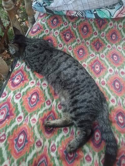 A tabby cat is lying on a colorful, patterned cushion. The cushion has a repeating geometric pattern in shades of green, orange, red, and blue. The cat is mostly black and gray with distinct stripes. It is curled up, with its head resting on the cushion. Behind the cushion, parts of a wooden chair and some greenery are visible, suggesting an outdoor or semi-outdoor setting. The image is taken from a top-down perspective. The provided crop images focus on different parts of the cat and the cushion. Without additional information, the specific location in Chust, Uzbekistan cannot be determined from the image alone.