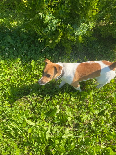 A Jack Russell Terrier with white and tan markings stands in a grassy area. The dog is facing left, with its head slightly lowered, appearing to be sniffing the ground. The grass is lush and green, with some clover and other low-lying plants visible. In the background, there is a dense evergreen bush. The scene is illuminated by sunlight, casting shadows on the grass. The image was taken in Bol'shoe Zaborod'e, Russia.